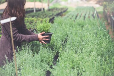 Sera çiçeği fideleri. Çiçek saksısını tutan genç kadının eli..