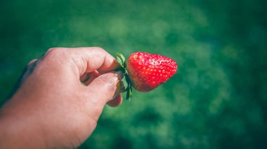 Taze çilekler yakın plan. Elimde çilek var..