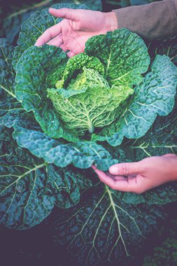 Doğal arka plan. Çin lahanası Marul bahçesi. Bahçeden yeni. Çiçekli lahana