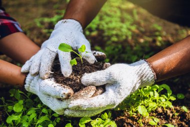 Çiftler sebze yetiştirmeye yardım eder. Toprağı kazın sebze yetiştirin ve erken büyümeyi ayırın. Çin lahanası ekin.