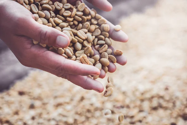 Arka planda doğal kurutulmuş fasulye, kahve çekirdeği. Kahve hazır. tam çerçeve