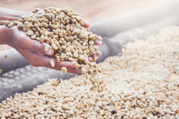 Arka planda doğal kurutulmuş fasulye, kahve çekirdeği. Kahve hazır. tam çerçeve
