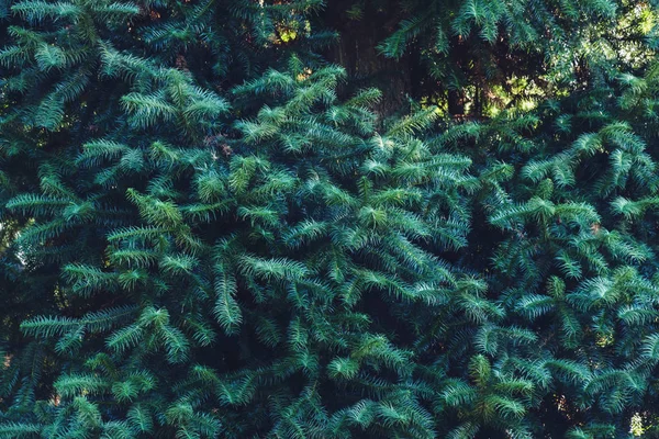 Bosque de pinos verdes en la ladera de la montaña. Fondo natural de hojas de pino —  Fotos de Stock