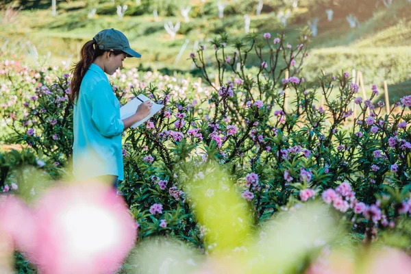 Das Mädchen beobachtet die Veränderungen, das Marillenwachstum im Garten. schöne (Pflaumenblüte) Hintergrund Aprikosenblume. — Stockfoto