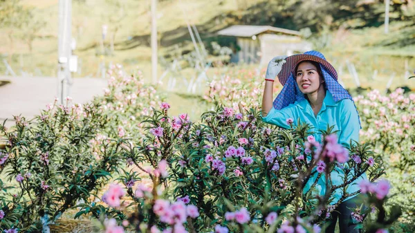 Bäuerinnen arbeiten im Marillenbaumgarten, schöne rosa Marillenblüten. — Stockfoto