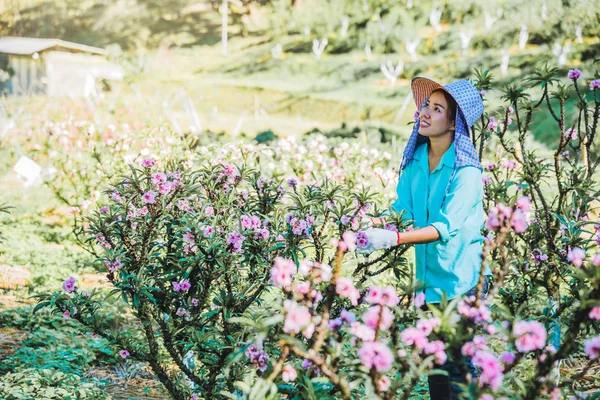 Dělníci pracující v meruňkové zahradě, překrásné růžové meruňkové květiny. — Stock fotografie