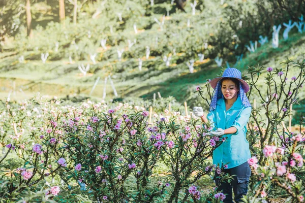 Bäuerinnen arbeiten im Marillenbaumgarten, schöne rosa Marillenblüten. — Stockfoto