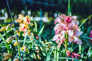 Chiangmai kış bahçesinde Cymbidium orkide çiçek, Kartpostal tasarım Cymbidium orkide.