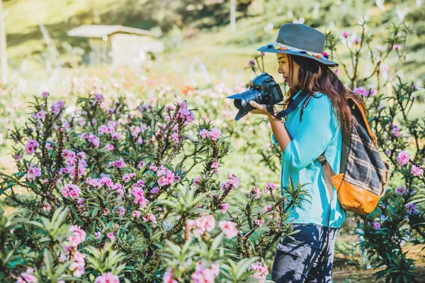 Asian kobieta podróżować natura. Podróże relaks. Stojący fotografowania pięknych różowe kwiaty moreli w ogrodzie morelowym. — Zdjęcie stockowe