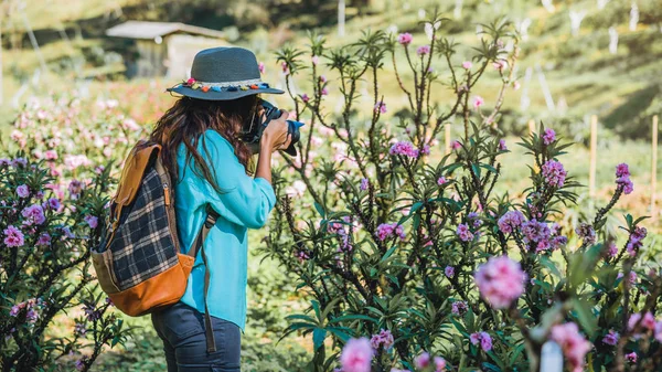 Mulher asiática viajar natureza. Descontrai. De pé fotografando belas flores de damasco rosa no jardim de damasco . — Fotografia de Stock