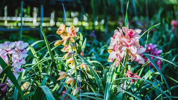 Cymbidium fleur d'orchidée dans le jardin en hiver à Chiangmai, conception de carte postale Cymbidium orchidée . — Photo