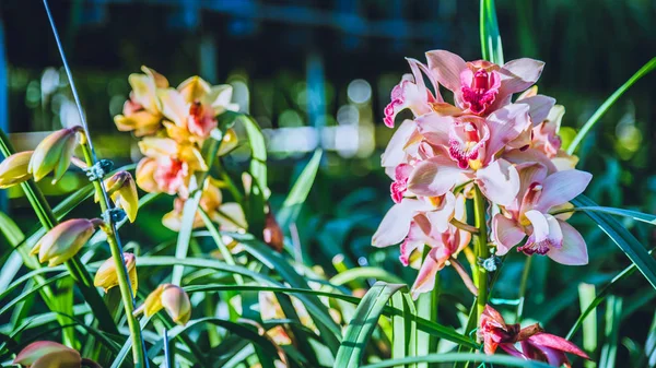 Chiangmai kış bahçesinde Cymbidium orkide çiçek, Kartpostal tasarım Cymbidium orkide.