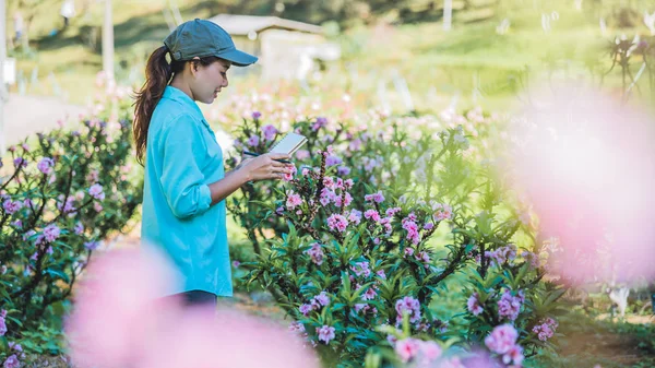 Dívka studuje změny, meruňkové růst v zahradě. Krásný pozadí (kvetoucí švestka) meruňkový květ. — Stock fotografie