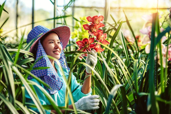 Die junge Arbeiterin kümmert sich um die Orchideenblume im Garten. cymbidium orchidee rot. — Stockfoto