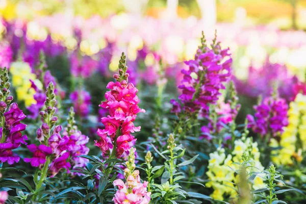 Pozadí příroda Flower Antirrhinum. přitahování drak (Antirrhinum majus) kvetoucí v zahradě — Stock fotografie