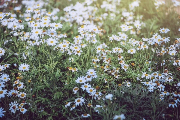 Fond marguerites naturelles Field dans une atmosphère de rêve. Bouquet de fleurs marguerites lumière . — Photo