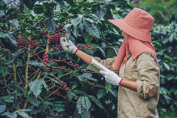 Les travailleuses écrivent un record de la croissance des caféiers. Agriculture, jardin de café . — Photo