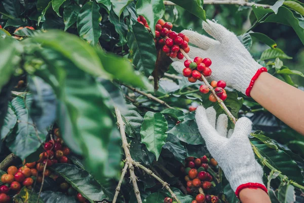 Coffee tree with coffee beans on coffee plantation,How to harvest coffee beans. worker Harvest arabica coffee beans.