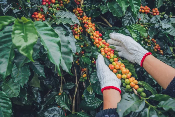 Cafetière avec des grains de café sur la plantation de café, Comment récolter des grains de café. travailleur Récolte arabica grains de café . — Photo
