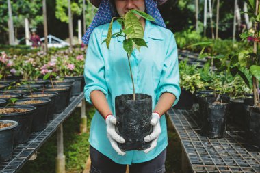 Sera çiçeği fideleri. Elinde bir saksıda çiçek ağacı tutan genç bir kadının eli tarımın arka planında..