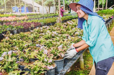 Çiçek eken mutlu Asyalı kadın serada çiçeklerle ilgileniyor..
