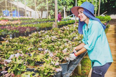 Çiçek eken mutlu Asyalı kadın serada çiçeklerle ilgileniyor..