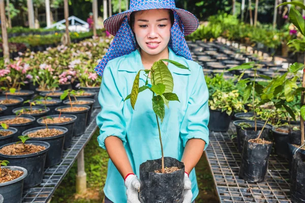 Greenhouse flower seedlings. The young woman\'s hand holding a flower tree plant in a pot on hand, agriculture gardening background.