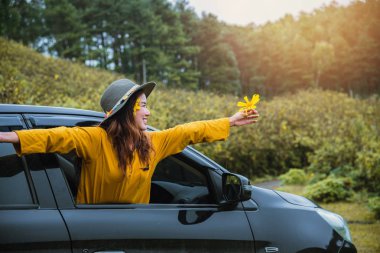 Asyalı kadınlar tatilde. Tayland 'daki Meksika ayçiçeği bahçesine giderken mutlu bir yolculuk yap..