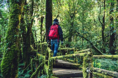 Gençler yağmur ormanlarında doğayı incelemek için seyahat ederler. Bir çok yosun ve güzellikle bir köprüde yürüyorum