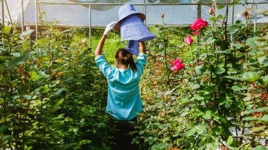 Elinde gül tutan ve gülümseyen Asyalı kadın çiftçiler. Gül bahçesinde çalışan işçiler.