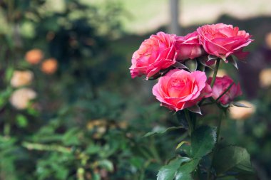 arka plan doğası çiçek gülü. pembe demet güller. Halk parkı, Rose Garden, arka plan bulanıklığı.