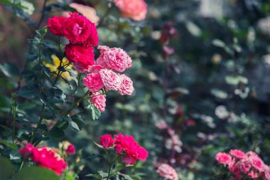 arka plan doğası çiçek gülü. pembe demet güller. Halk parkı, Rose Garden, arka plan bulanıklığı.