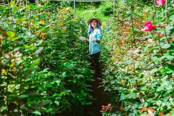 Asiatische Bäuerinnen, die eine Rose in der Hand halten und lächeln. Arbeiter arbeiten im Rosengarten. — Stockfoto