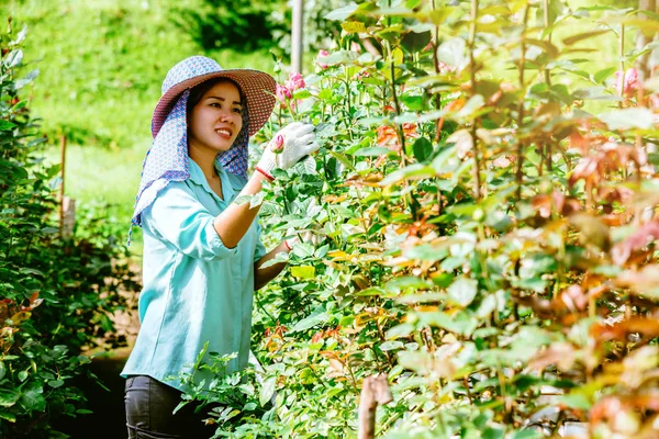 Asiatische Bäuerinnen, die eine Rose in der Hand halten und lächeln. Arbeiter arbeiten im Rosengarten. — Stockfoto