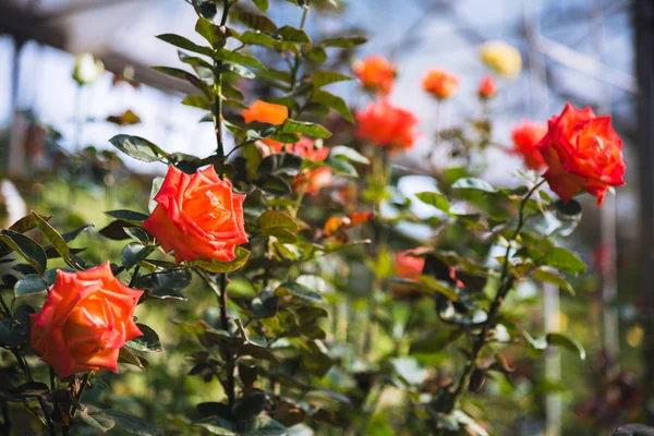 background nature Flower rose. Orange bunch roses. public park, Rose Garden, background blur.