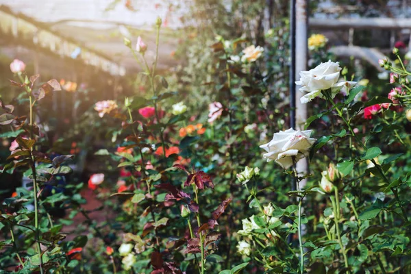 background nature Flower rose. Multicolored roses. public park, rose garden, background blur. agriculture