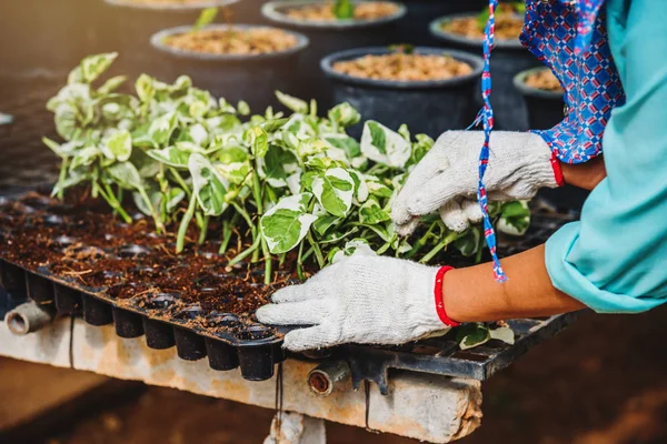 Growing plants of seedlings agriculture worker female in garden flowers she is planting young baby plants growing