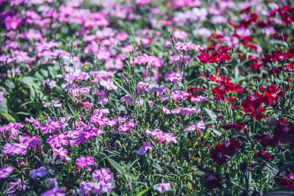 Fond nature Fleur.Jardin de fleurs, faiblement ensoleillé. Beau jardin fleuri rouge-rose . — Photo
