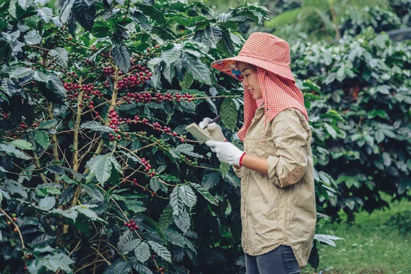 Jardiniers qui tiennent un cahier et étudient les caféiers, les grains de café et la récolte . — Photo