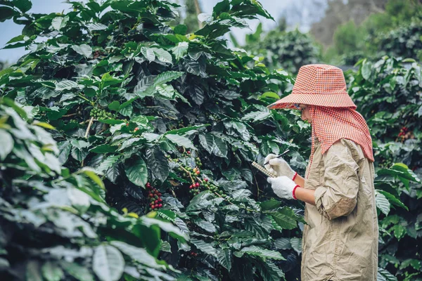 Zahradníci, kteří drží zápisník a studují kávovníky, kávová zrna a sklizeň. — Stock fotografie