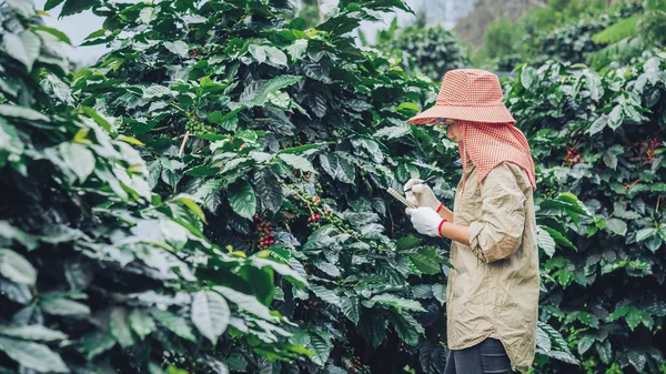 Jardiniers qui tiennent un cahier et étudient les caféiers, les grains de café et la récolte . — Photo