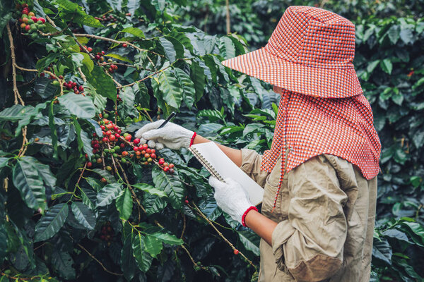 A woman in the hand holding a notebook and standing close to the coffee tree, learning about coffee