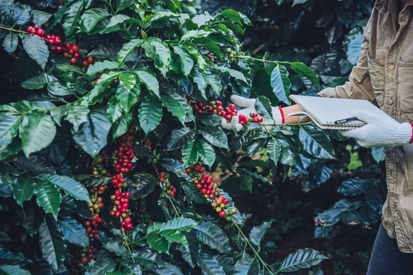 En kvinna i handen håller i en anteckningsbok och står nära kaffeträdet, lär sig om kaffe — Stockfoto