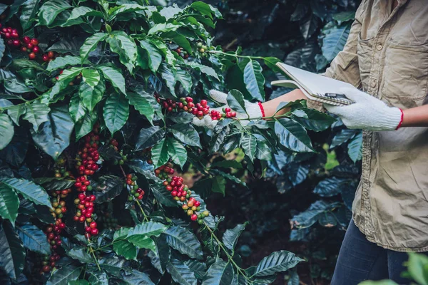 Une femme dans la main tenant un cahier et se tenant près du caféier, apprenant au sujet du café — Photo