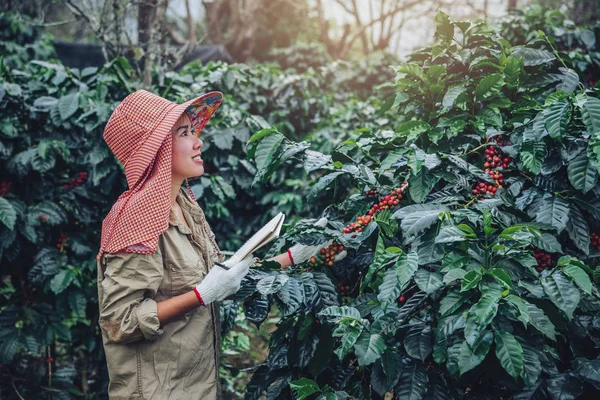 Une femme dans la main tenant un cahier et se tenant près du caféier, apprenant au sujet du café — Photo