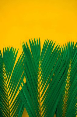 Parlak sarı arka planda yeşil tropik palmiye yaprakları. Yaratıcı doğa düzeni yapraklar yaptı. Sanat kavramı. Yaz konsepti, tropikal palmiye yaprağı arka planı, metin için boşluk.