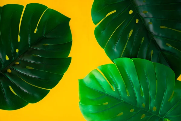 Green tropical Monstera leaves on bright yellow background. Creative nature layout made leaves. Concept art. Summer concept, tropical Monstera background.