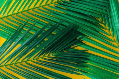 Parlak sarı arka planda yeşil palmiye yaprakları. yaz konsepti