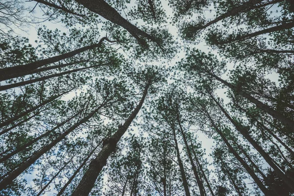 Sfondo sopravvivere luce naturale che splende attraverso gli alberi nel bosco, la luce splende attraverso gli alberi . — Foto Stock