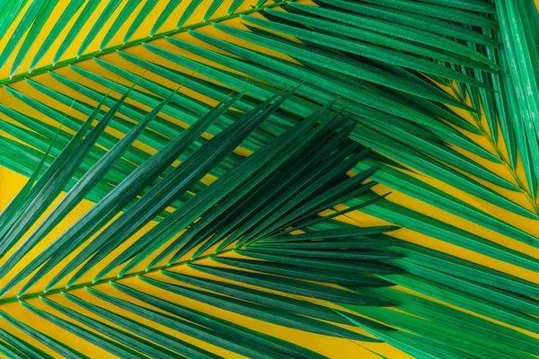 Parlak sarı arka planda yeşil palmiye yaprakları. yaz konsepti